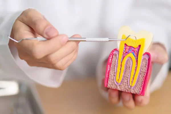 dentist-with-tooth-anatomy-model-oral-teeth-decay-2026-01-08-06-40-02-utc.webp